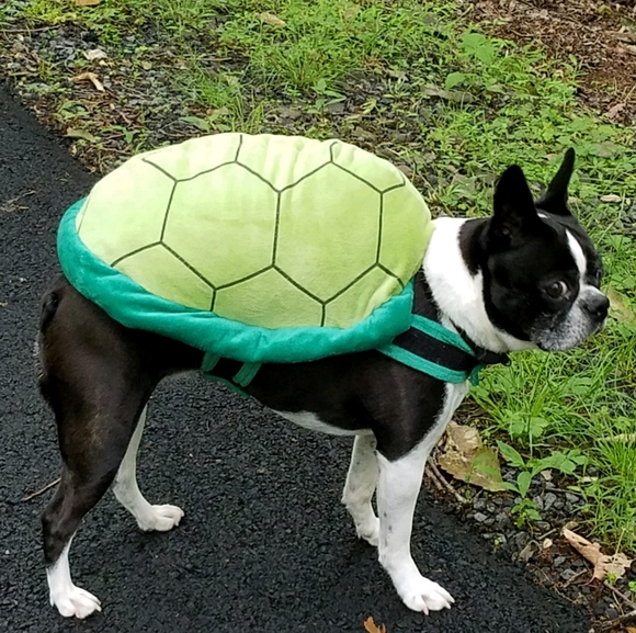 Meet your Posher, Sherry - Picture 1 of 1